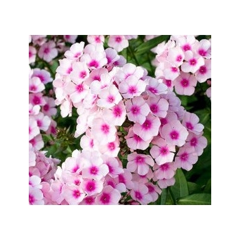 Floks Różowo-biały